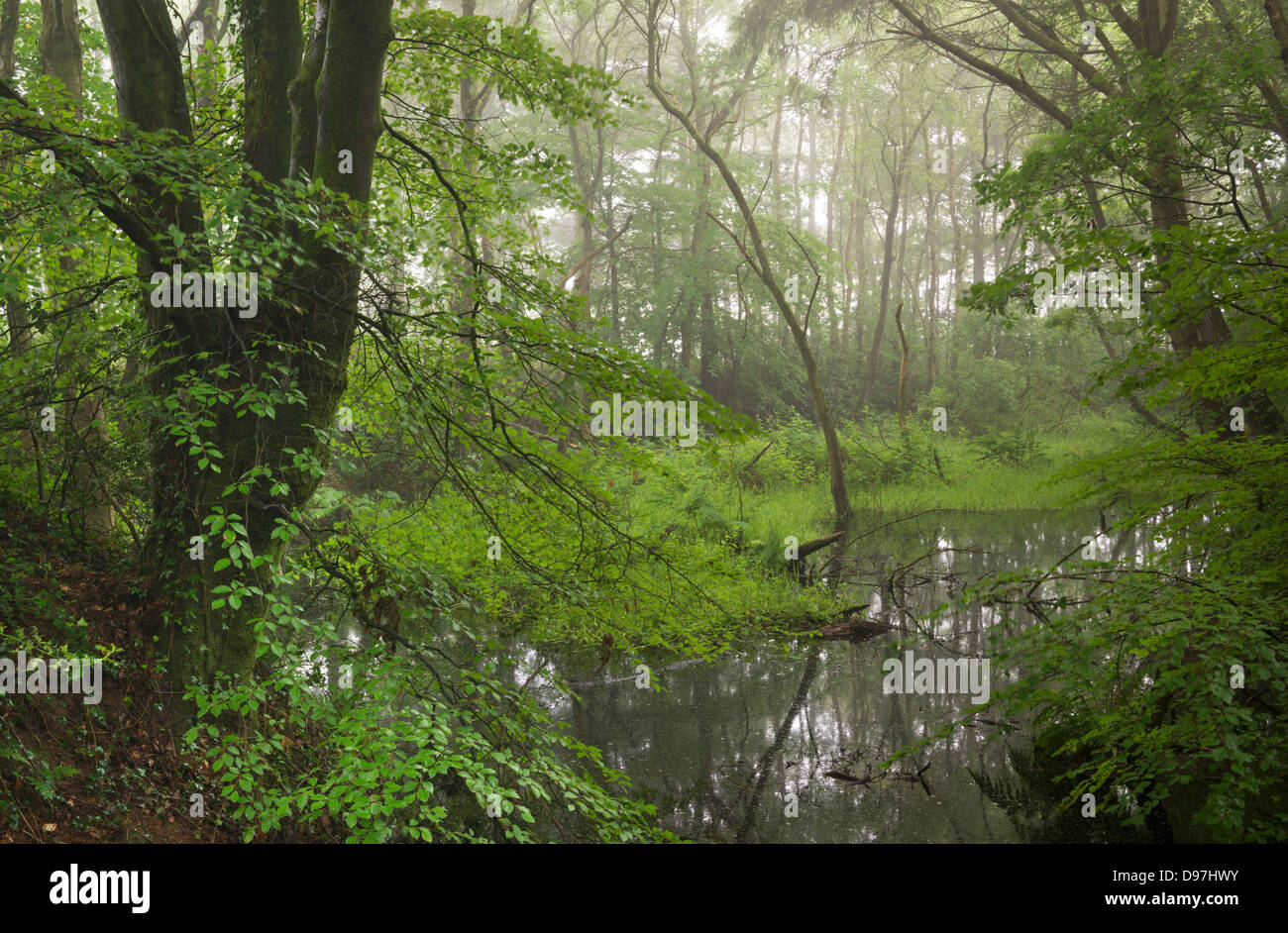 Woodland pond on a misty morning, Morchard Wood, Devon, England. Summer (June) 2012. Stock Photo