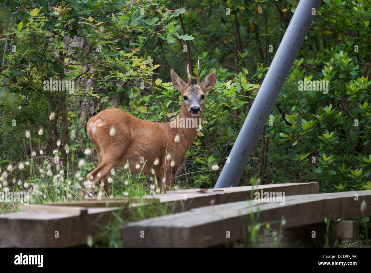 Deer in garden Stock Photo - Alamy