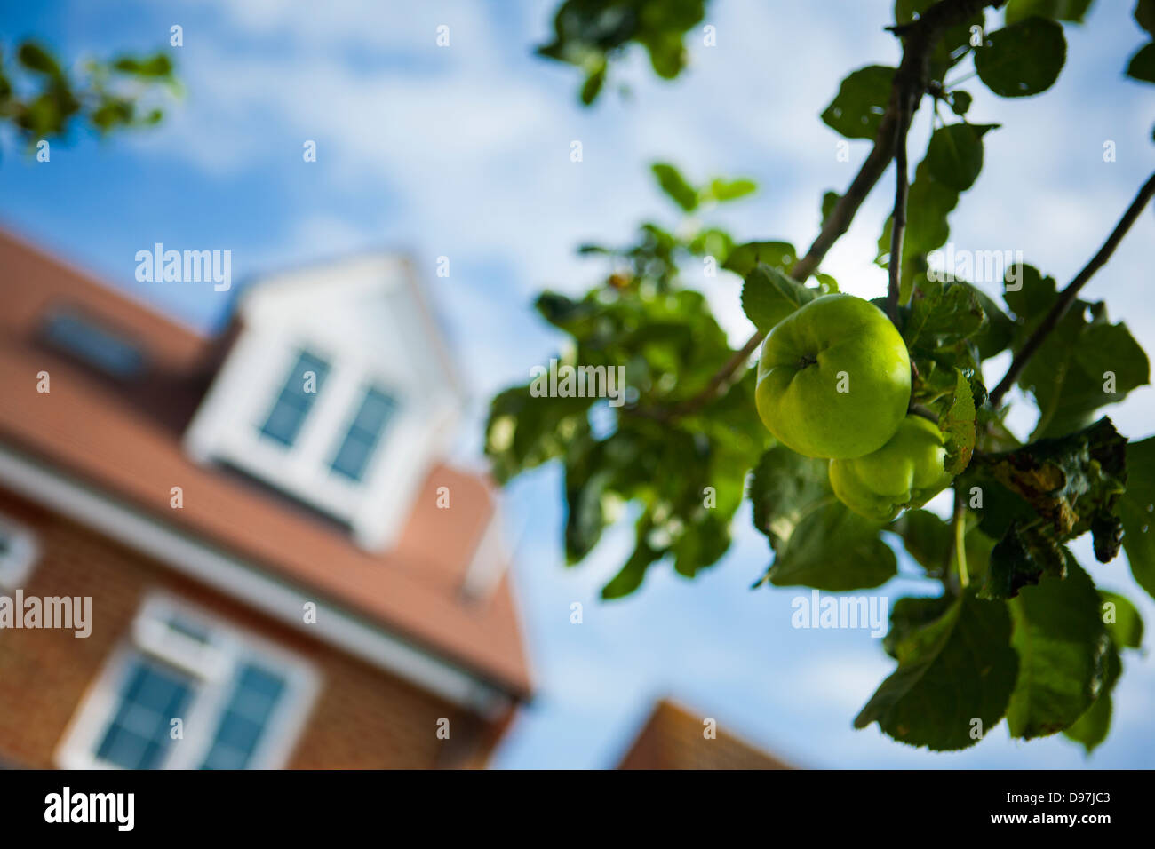 Apple Tree In Front Of House Stock Photo Alamy
