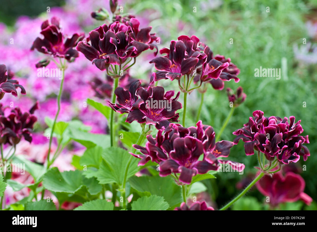 Pelargonium Lord Bute Stock Photo Alamy   Pelargonium Lord Bute D97K2W 