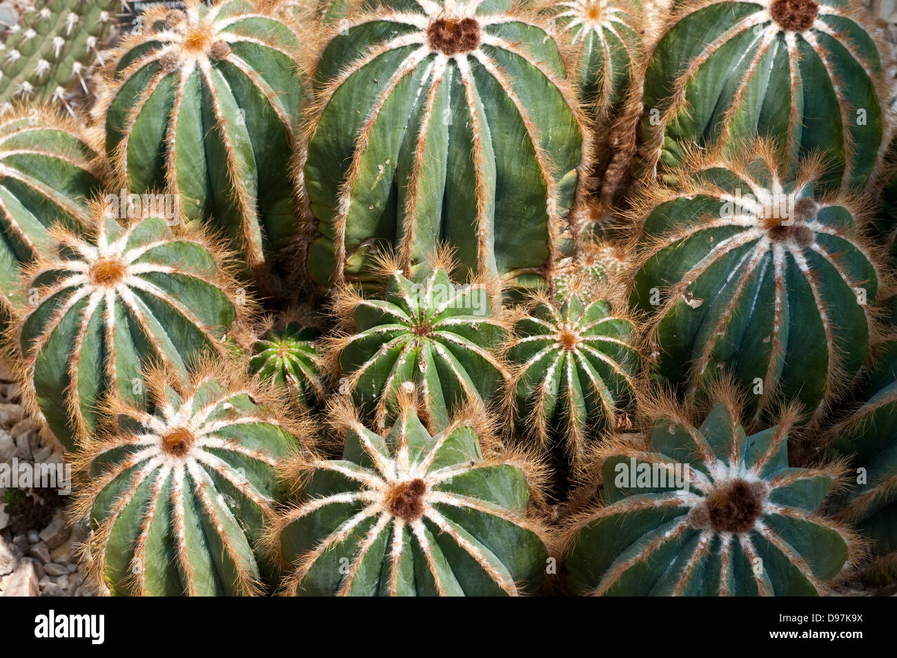 Parodia magnifica cactus Stock Photo