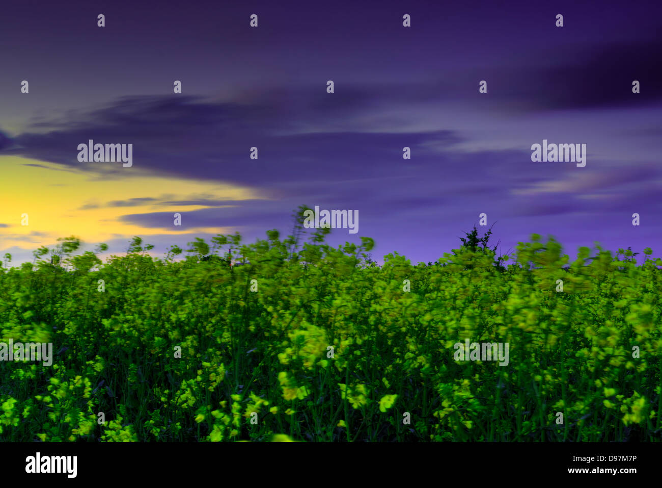 Landscape with a field of yellow Rapeseed flowers Stock Photo - Alamy