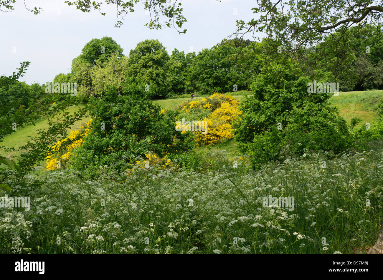 Broom and Cow Parsley growing on the side of Martin's Hill, Bromley, Kent, England. Stock Photo