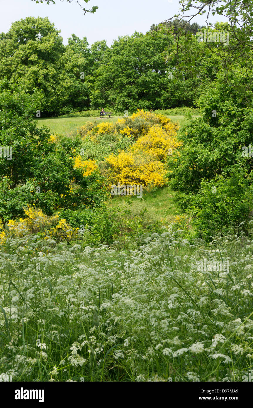 Broom and Cow Parsley growing on the side of Martin's Hill, Bromley, Kent, England. Stock Photo