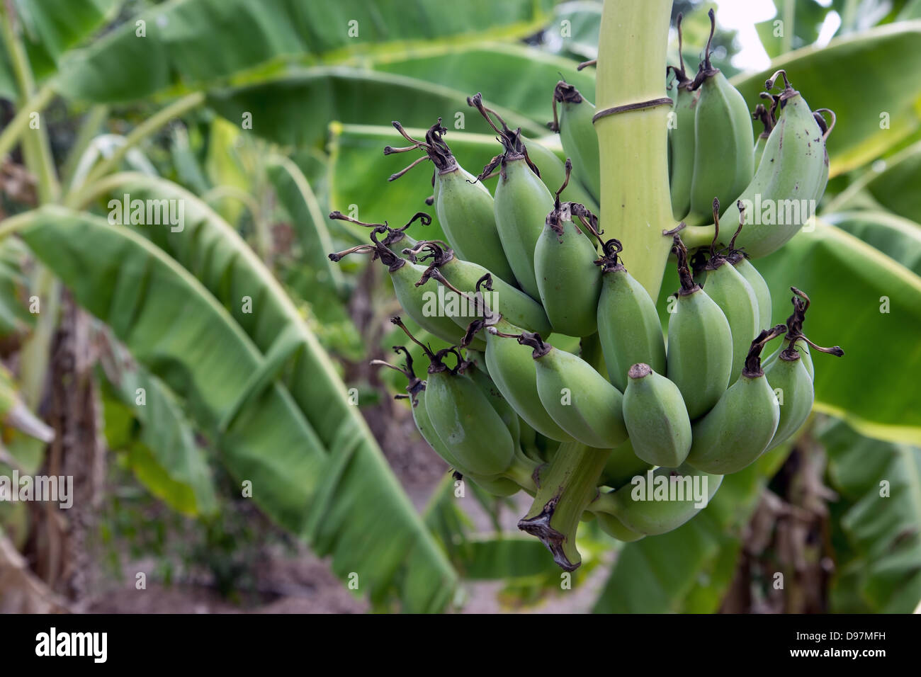 Banana tree with a bunch of bananas Stock Photo Alamy