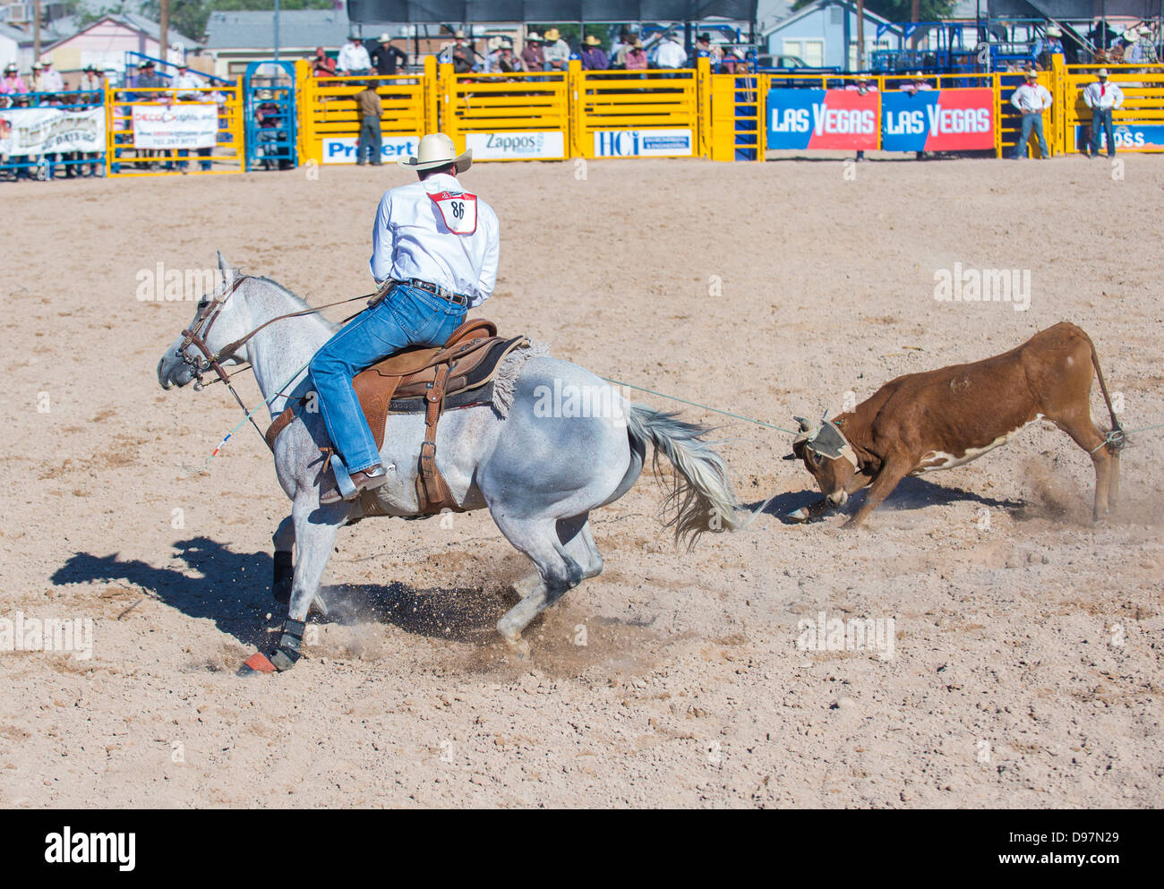 Cowboy Participant in a Calf roping Competition at the Helldorado Days ...
