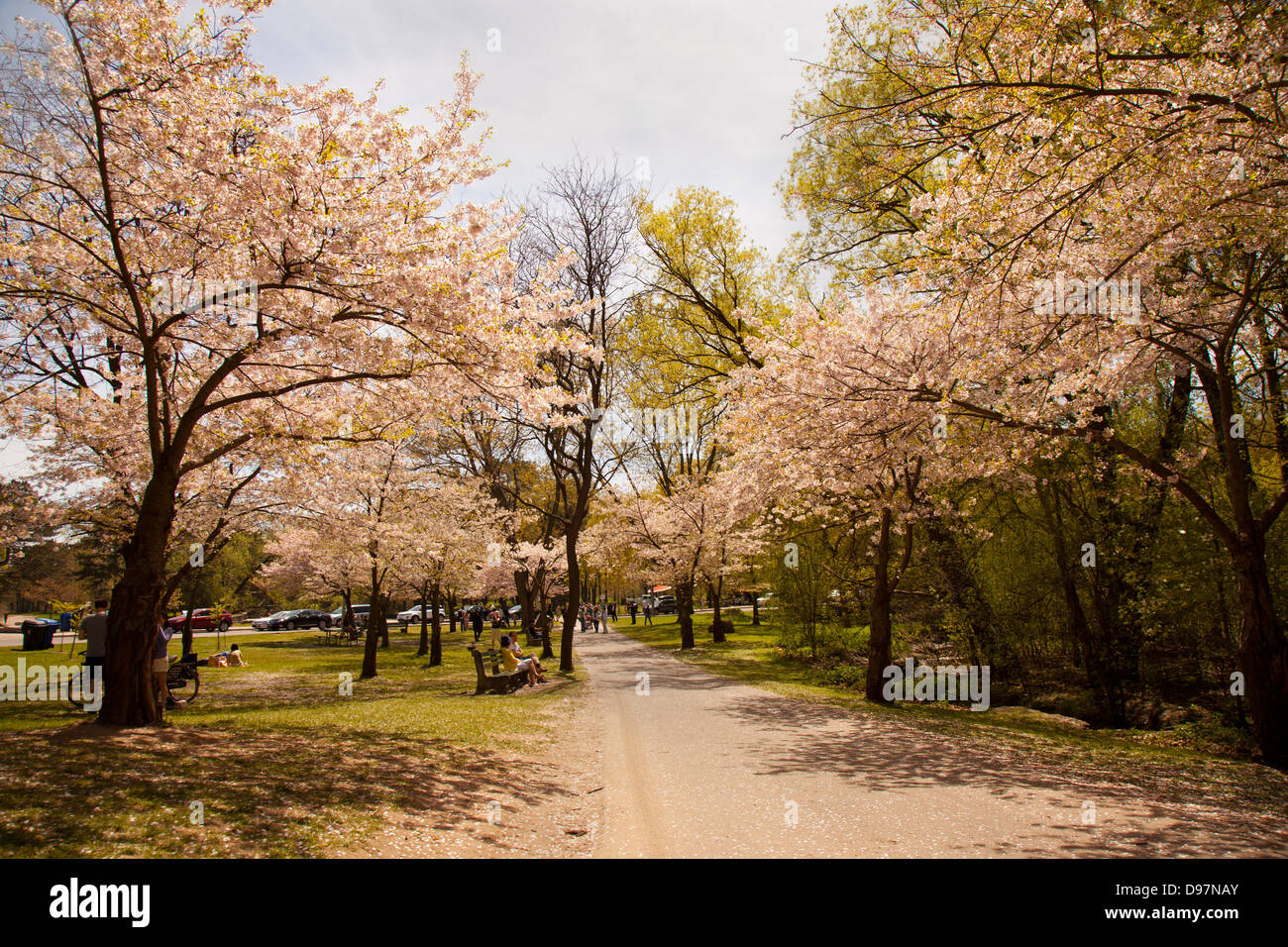 Cherry blossoms walkway hi-res stock photography and images - Alamy