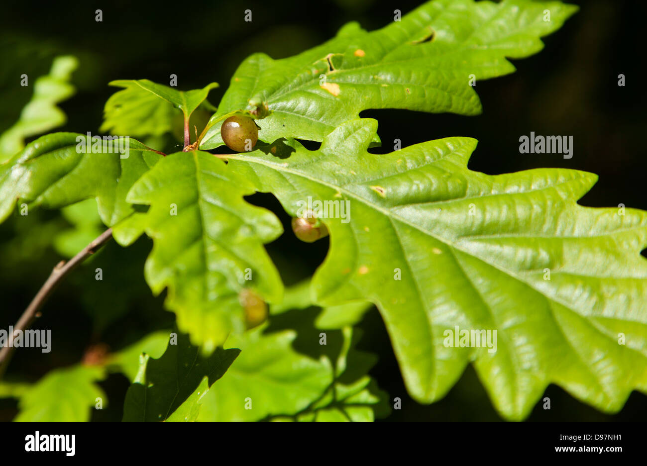 Small Red Pea galls on oak leaf caused by Cynips divisa Stock Photo