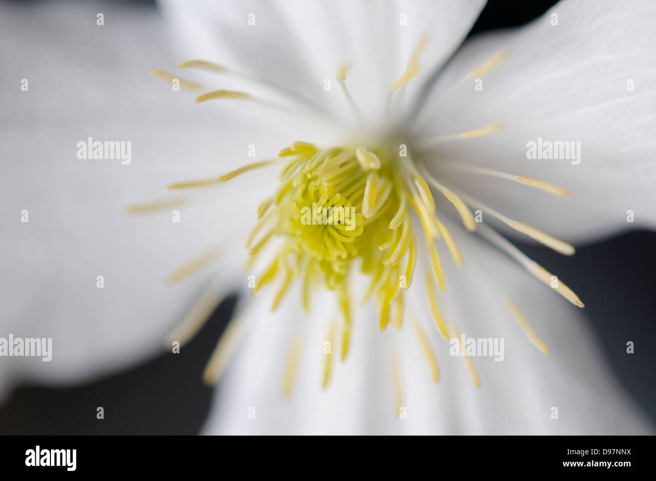 clematis flower white close up Stock Photo