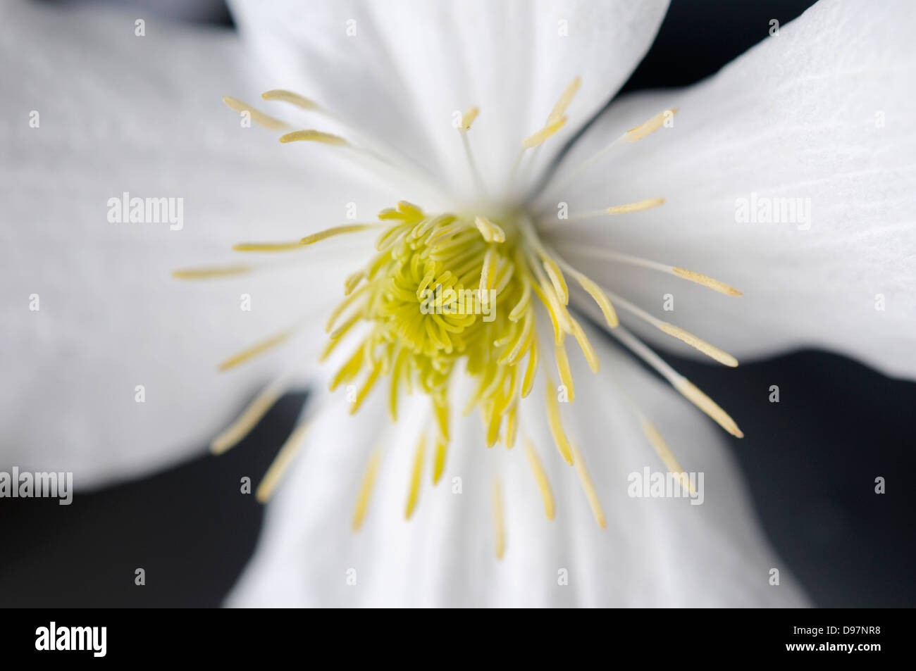 clematis flower close up Stock Photo