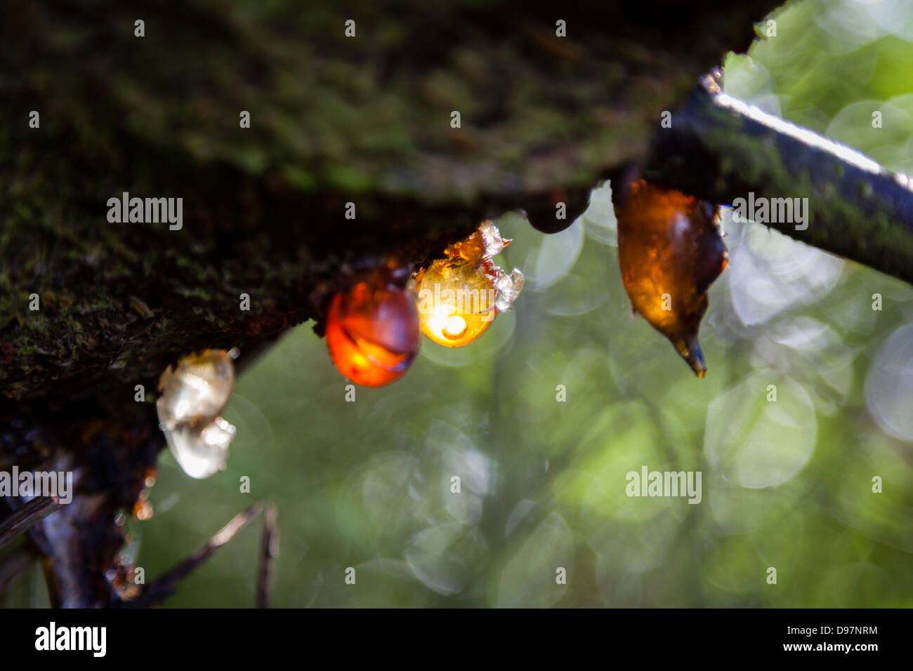 Solid Amber Resin Drops on a Cherry Tree Trunk. Stock Image - Image of  outflow, material: 33030893