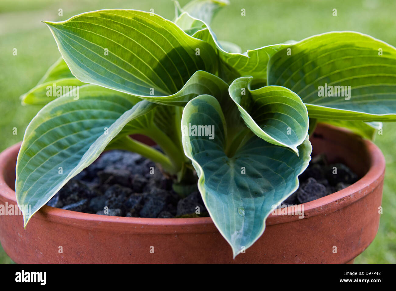 Close up of hostas, also known as plantain lilies, growing in pots in garden Stock Photo