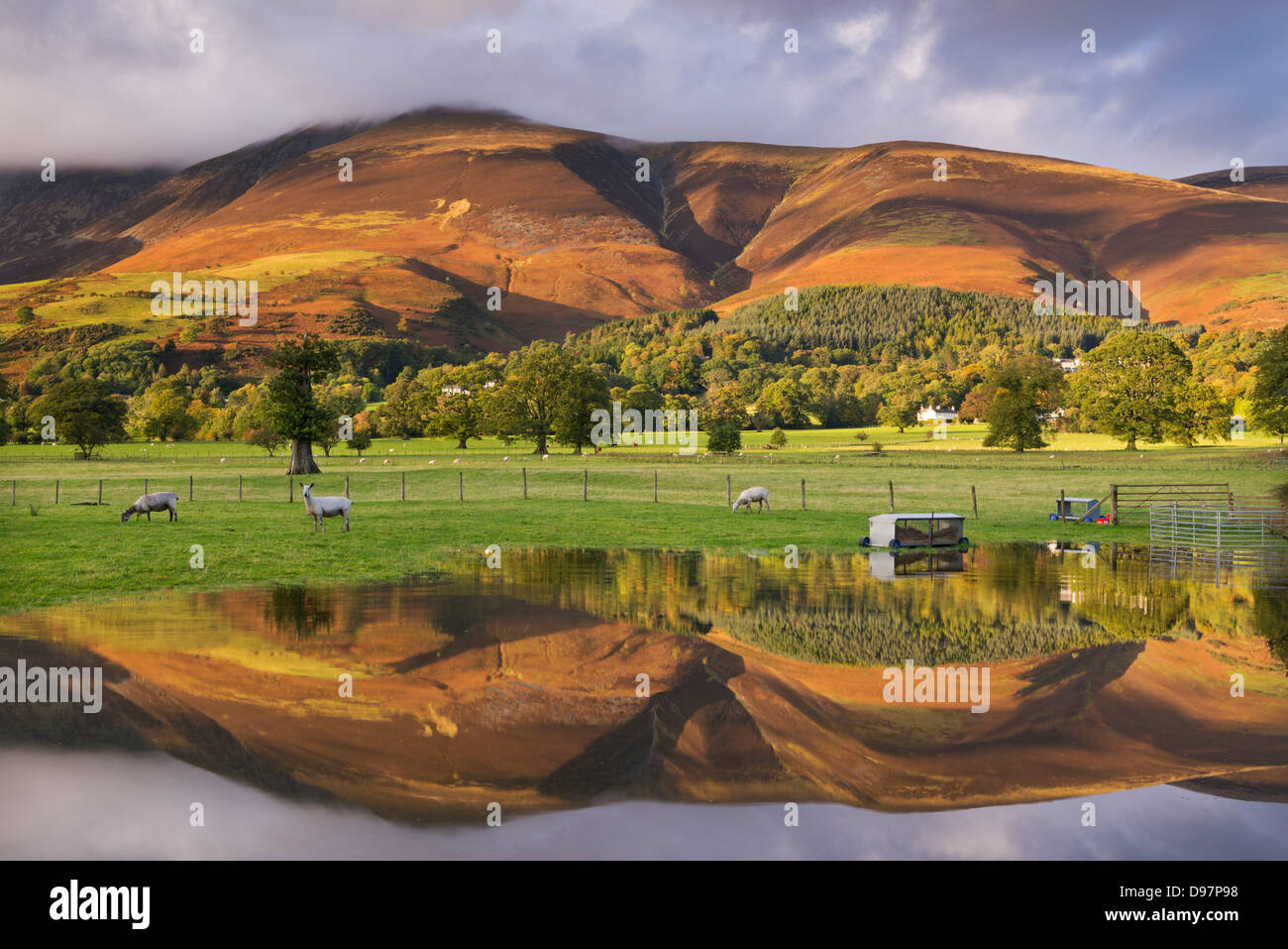 Skiddaw mountain illuminated in golden sunlight, reflected in a flooded field, Keswick, Lake District, Cumbria, England. Stock Photo