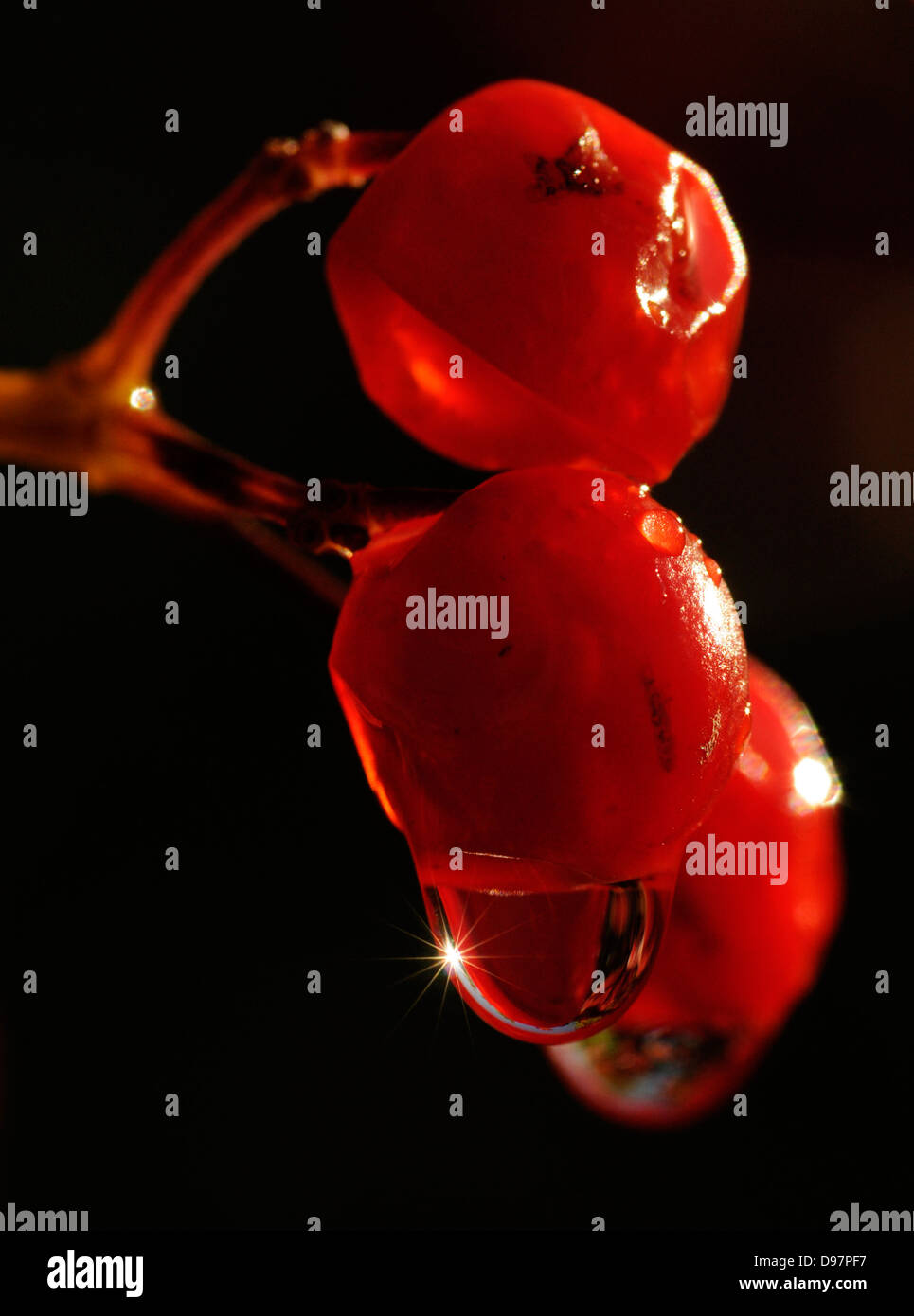 berries with raindrop Stock Photo