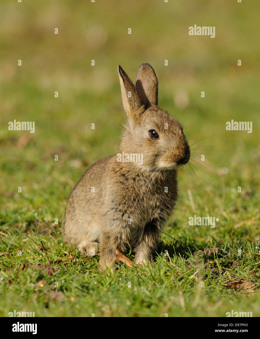 Young rabbit sitting in field Stock Photo