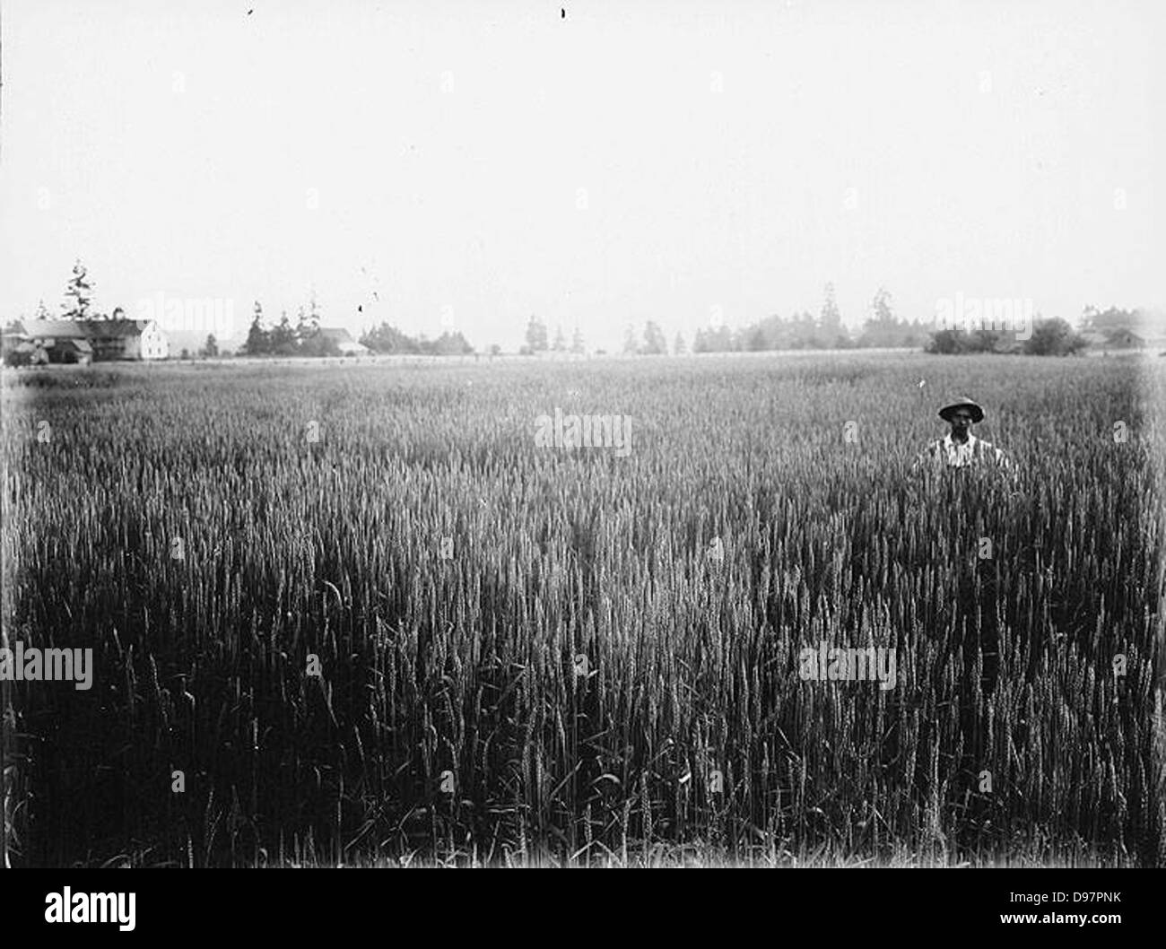 Man standing in field of grain, unidentified farm, Washington Stock Photo