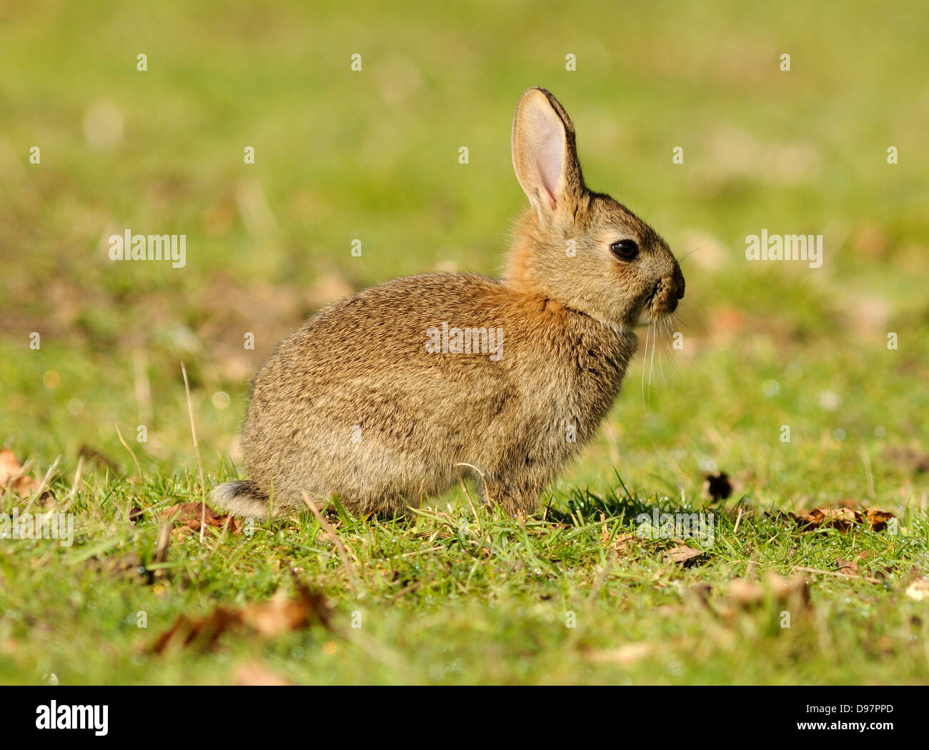 Young rabbit in a field Stock Photo
