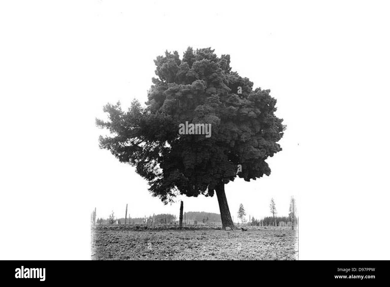 Single large tree leaning to left, Washington state Stock Photo