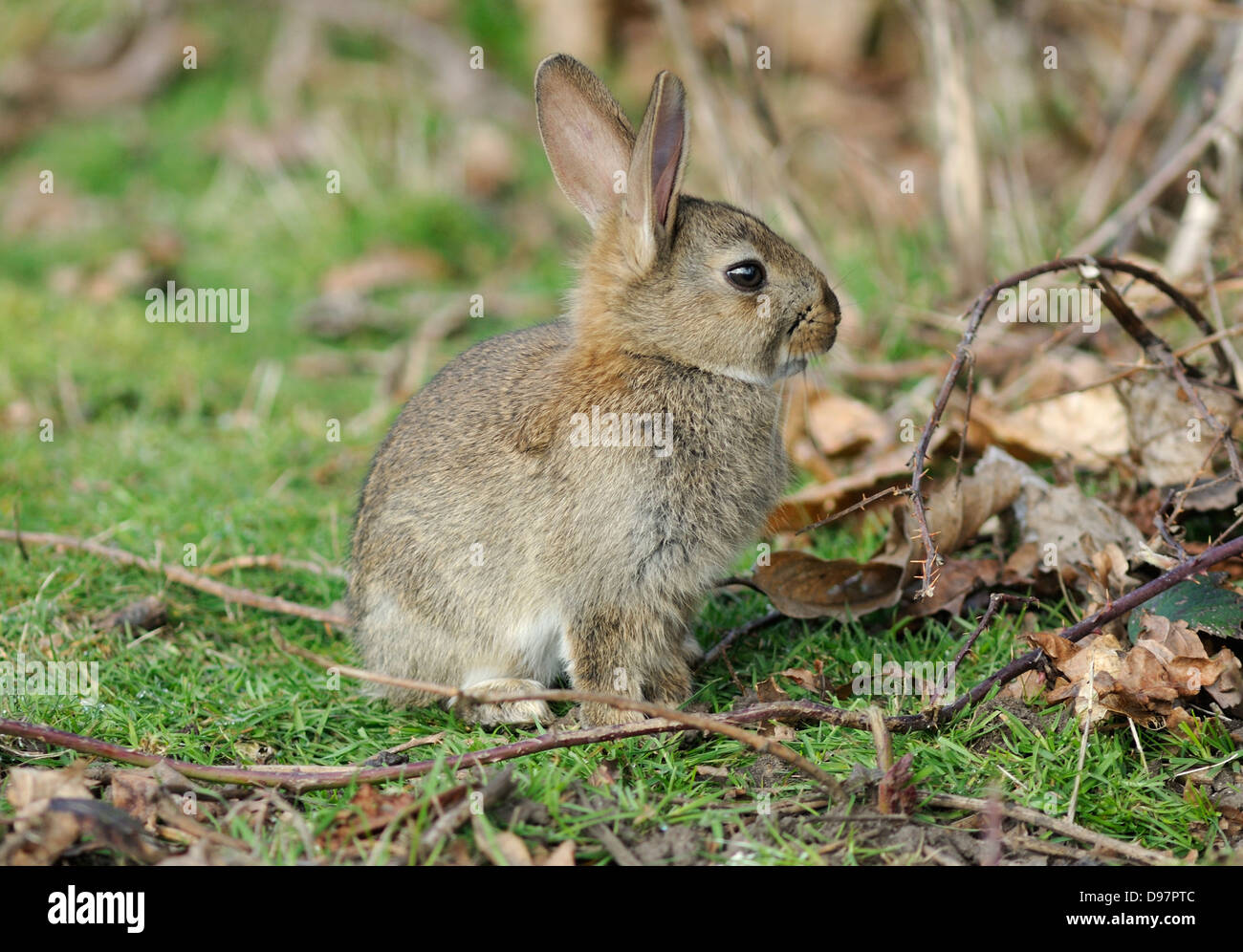 Wild rabbits in London Stock Photo Alamy