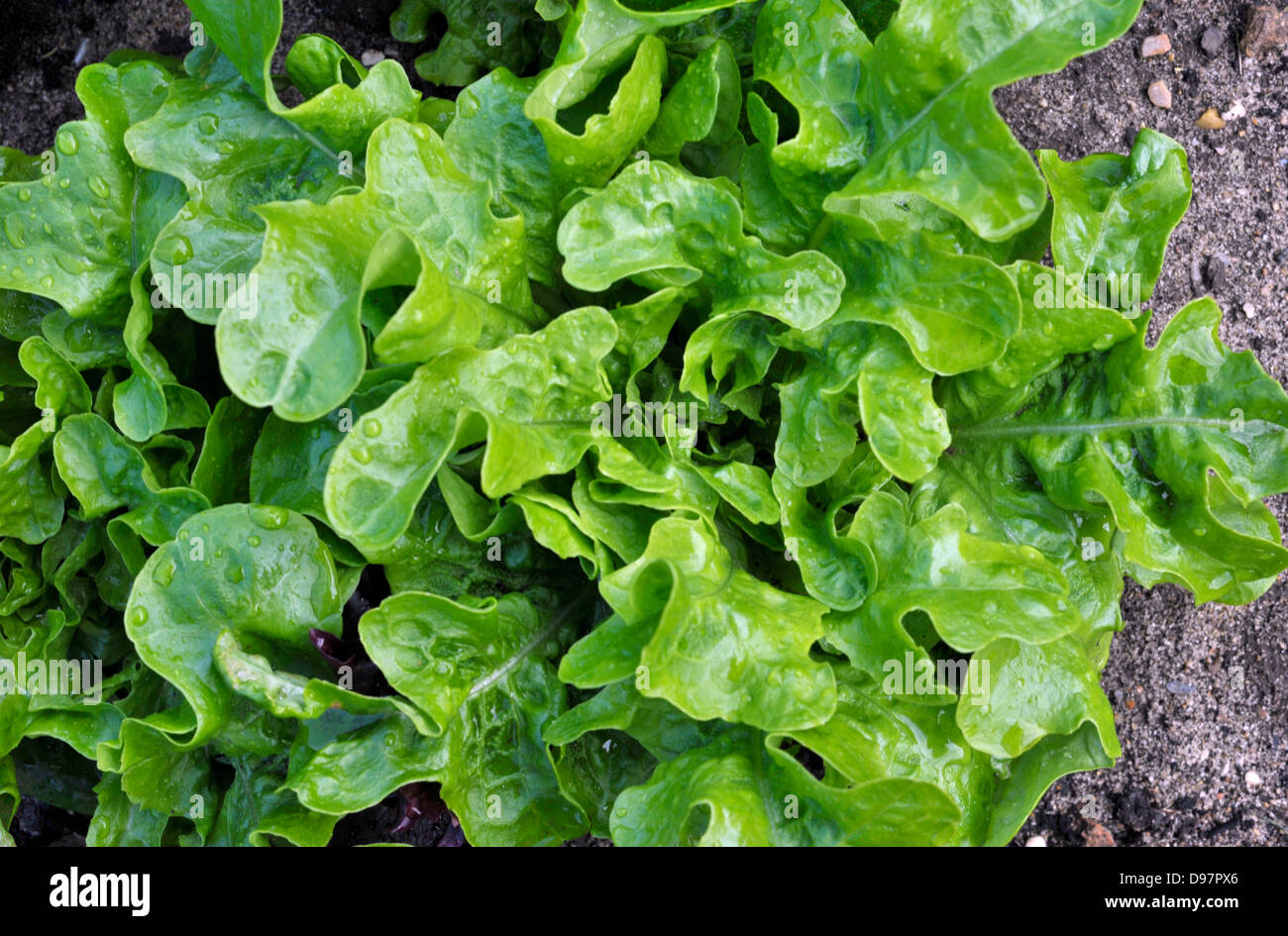 Green leaf lettuce growing on a vegetable plot. Stock Photo