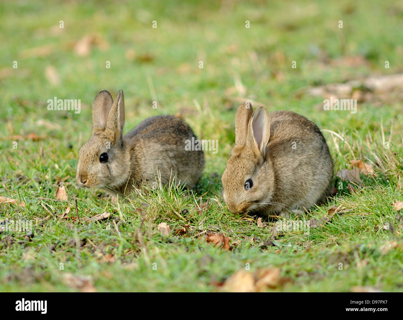 Two young wild rabbits Stock Photo Alamy