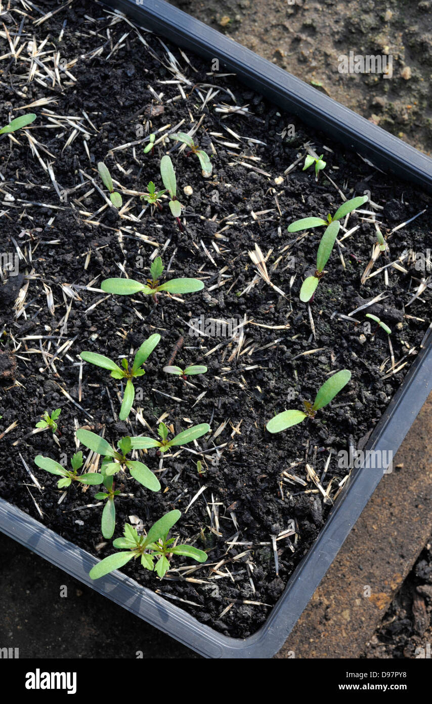French marigold, Tagetes patula, seedlings growing in a tray of compost. Stock Photo