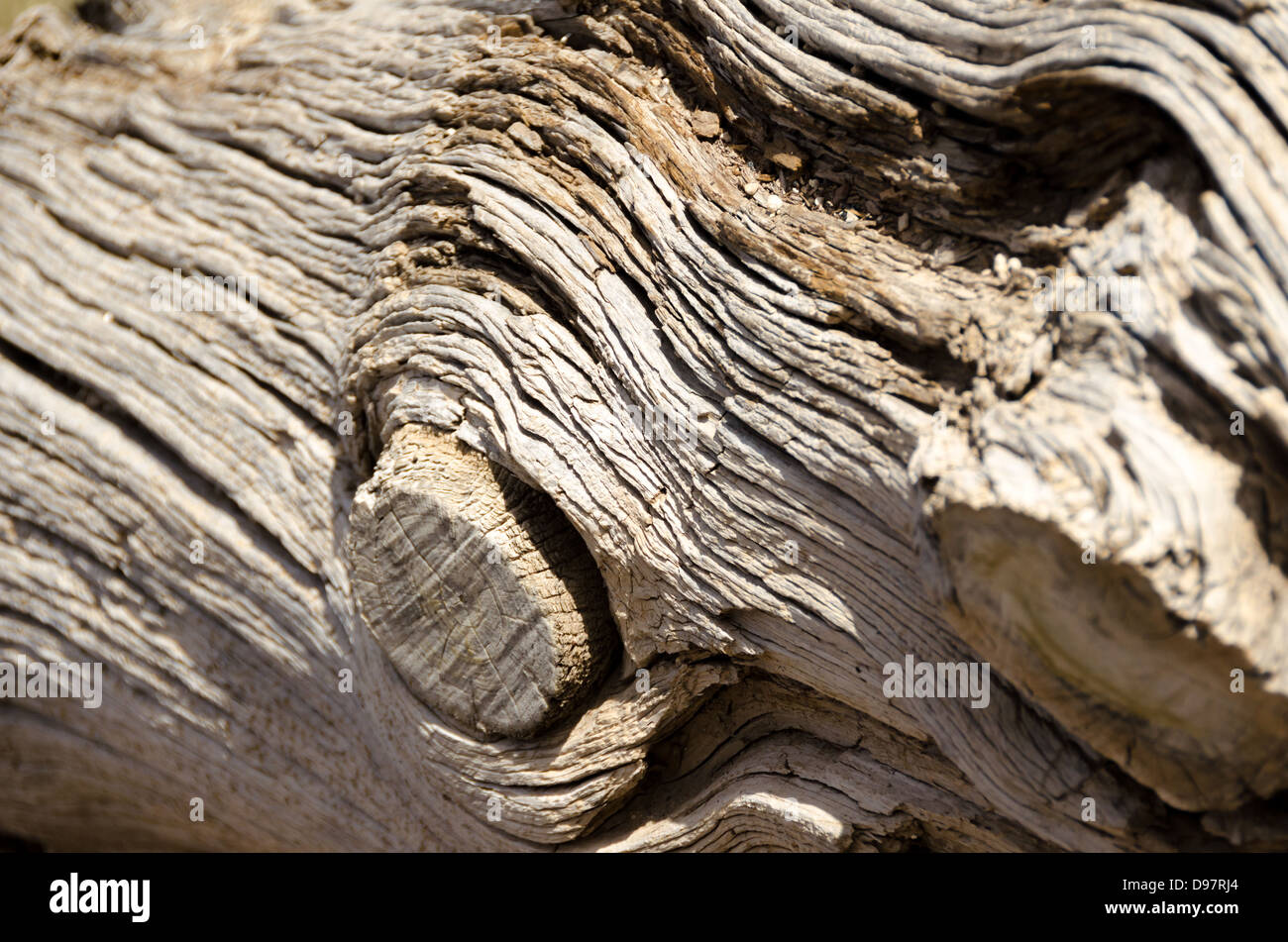 Close up view of a weathered tree showing a knot Stock Photo