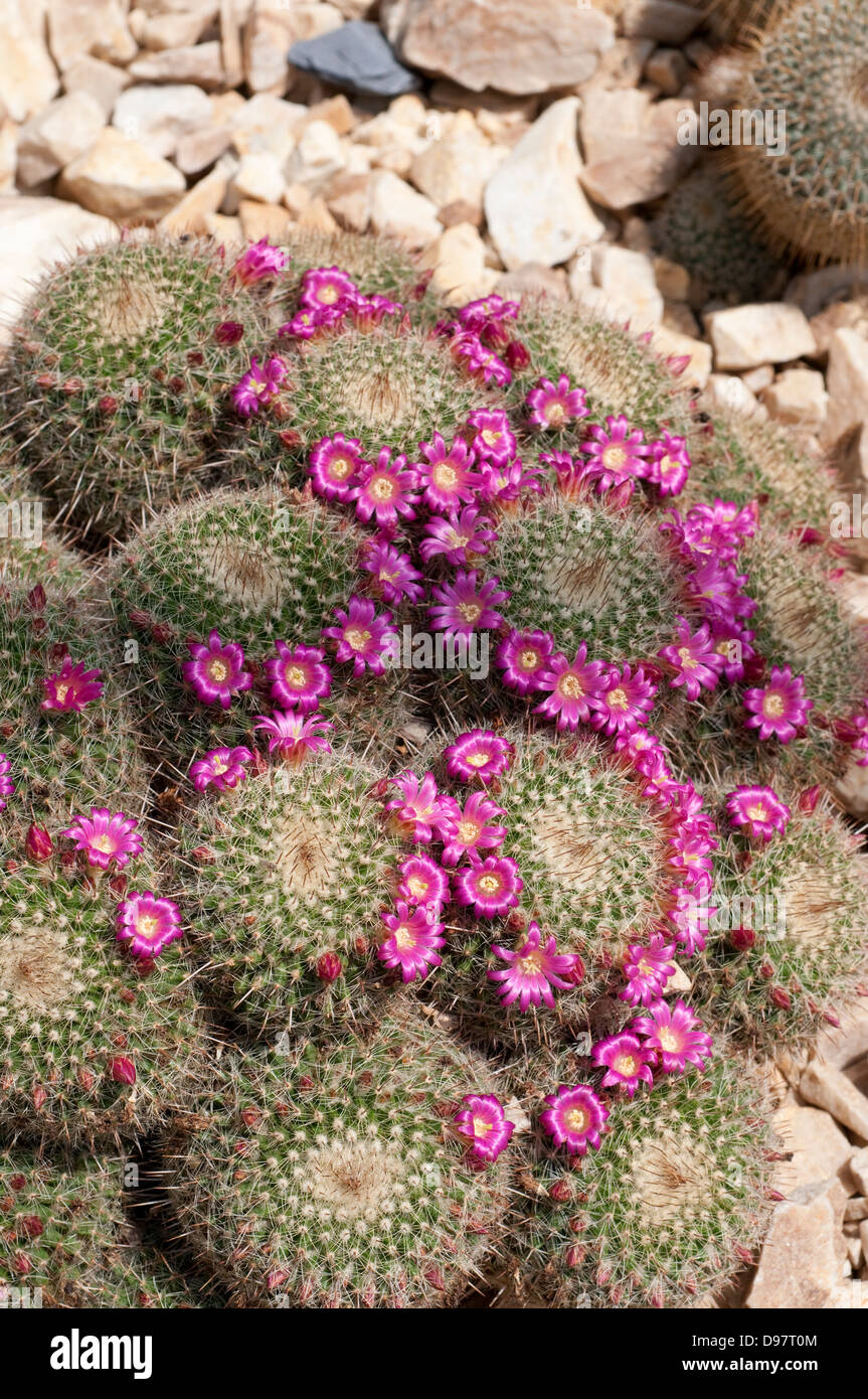 Mammillaria varieaculeata flowering cactus Stock Photo