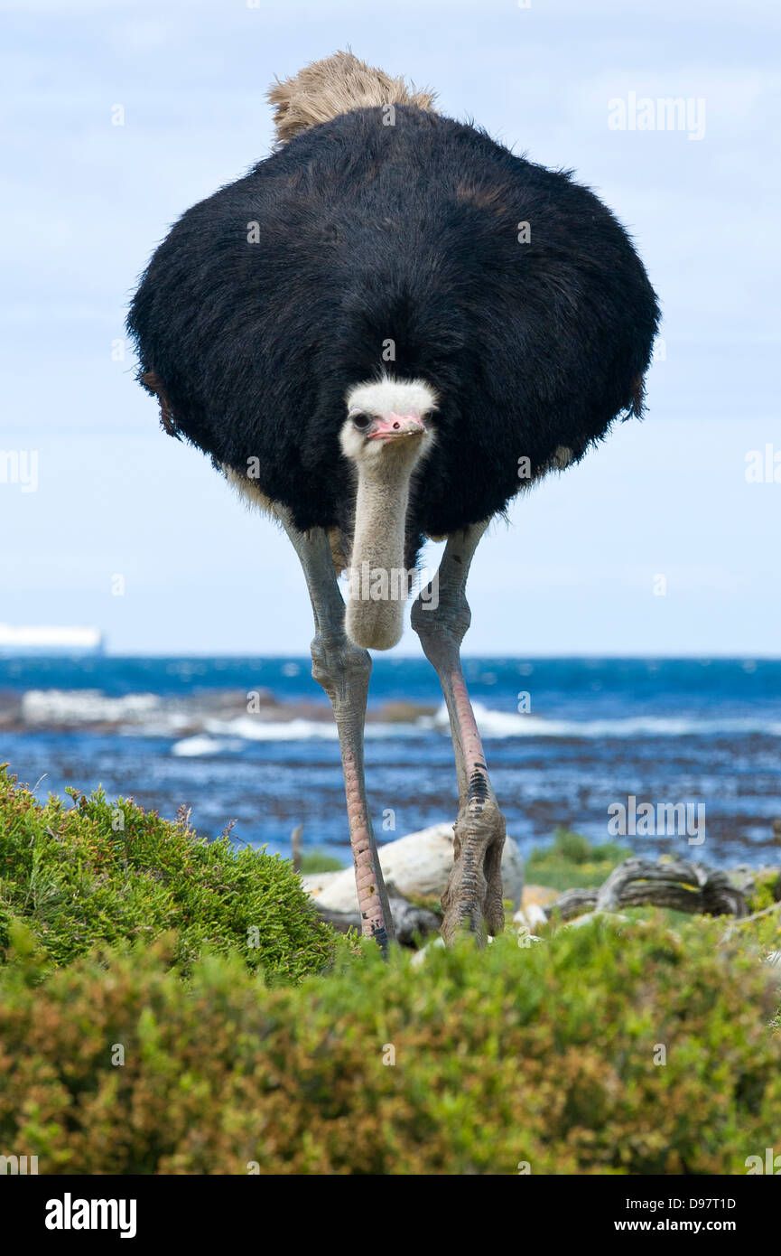 Male ostrich (Struthio camelus), Cape of Good Hope, Western Cape, South Africa Stock Photo