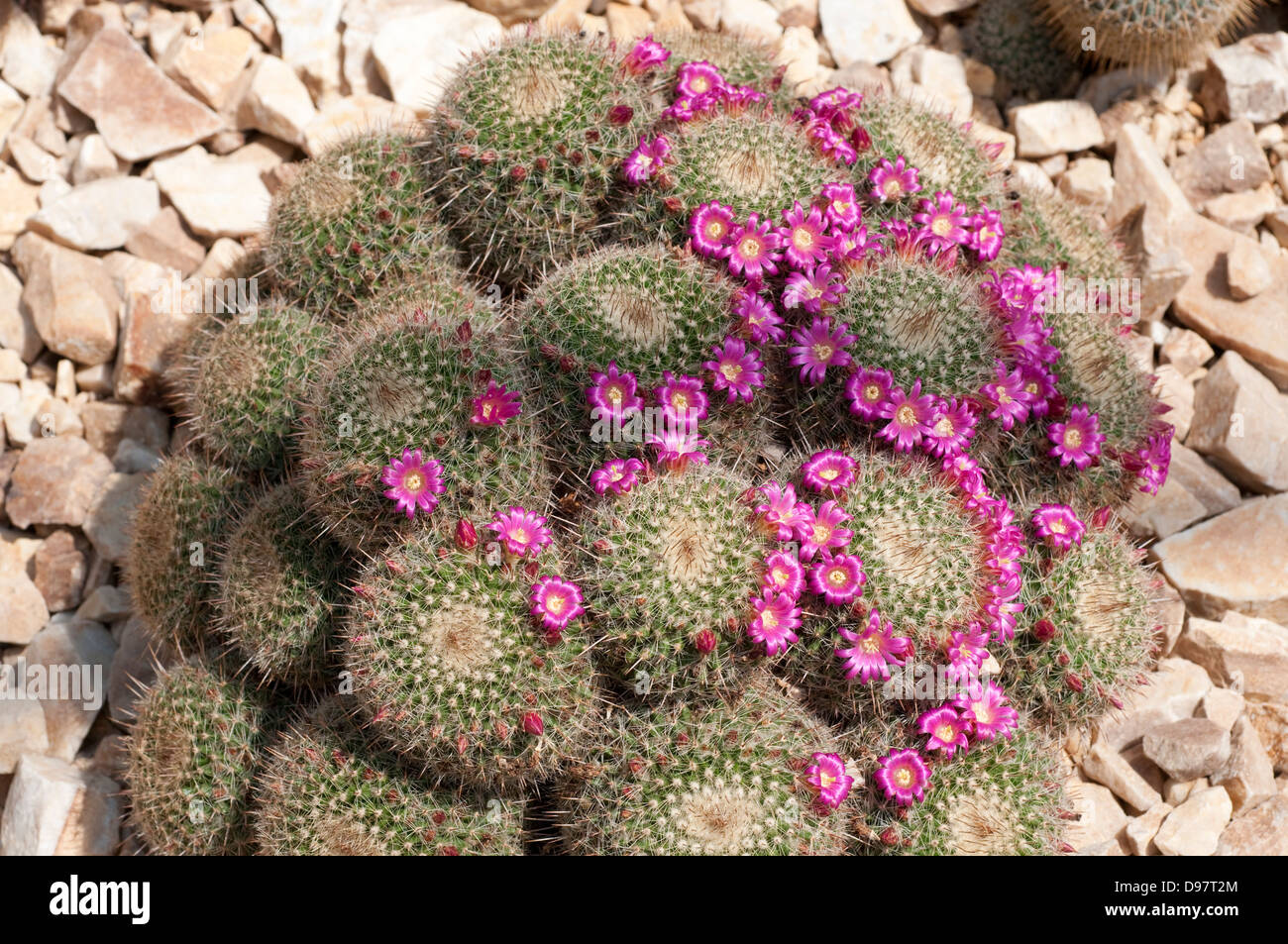Mammillaria varieaculeata flowering cactus Stock Photo