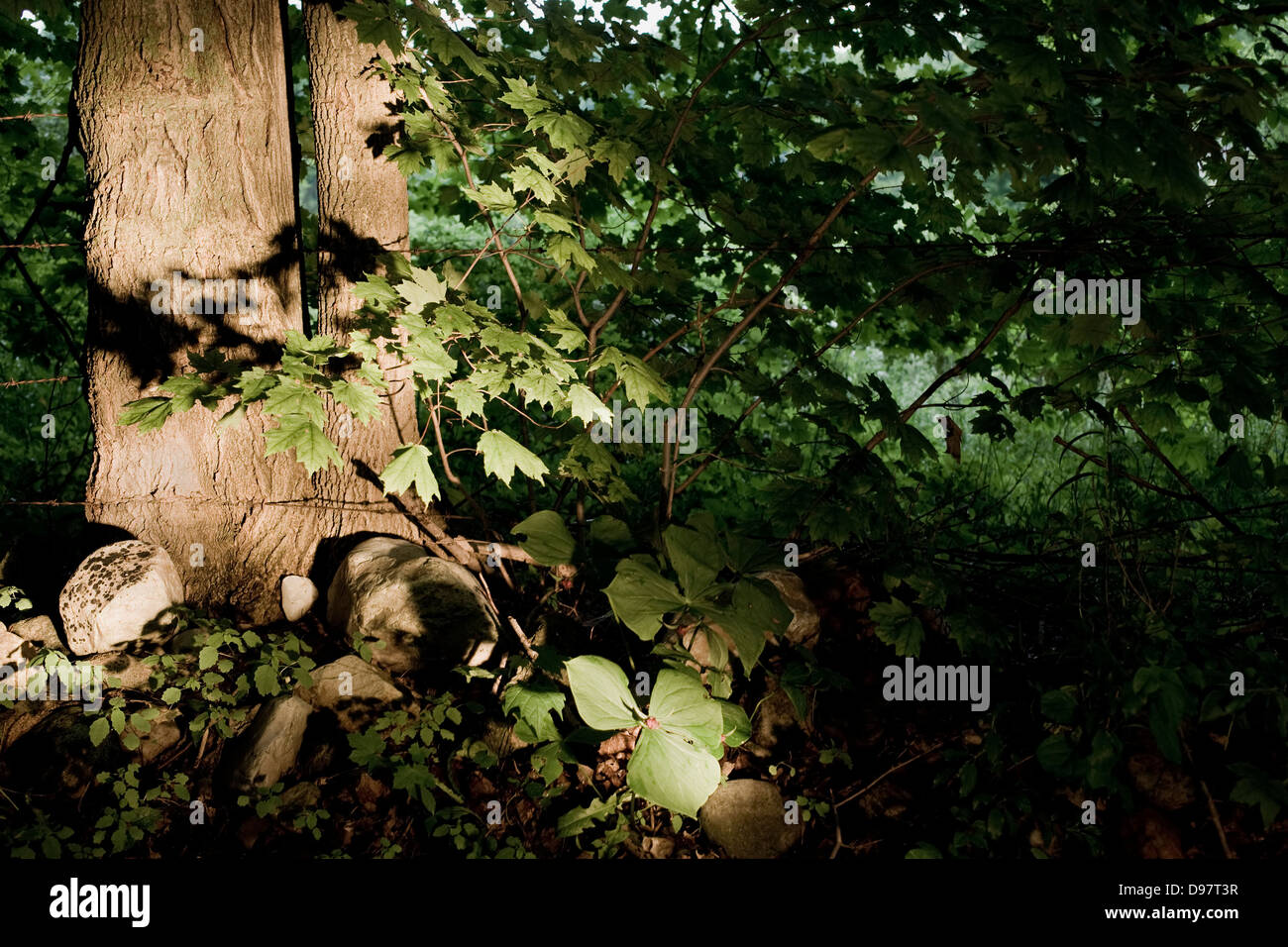 Woodsy fence line along the roadside with vegetation lighted with a flashlight. Stock Photo