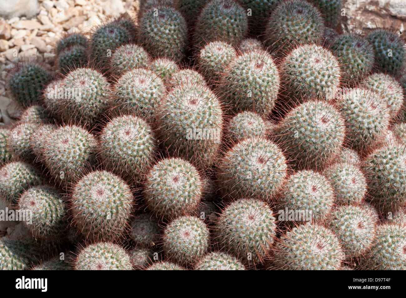 Mammillaria bombycina cactus Stock Photo