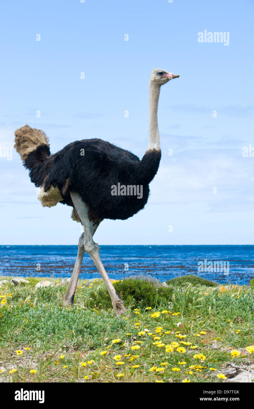 Male ostrich (Struthio camelus), Cape of Good Hope, Western Cape, South Africa Stock Photo
