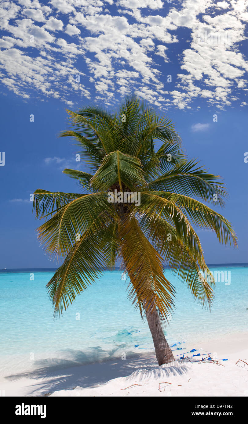 Palm tree at idyllic dream beach hi-res stock photography and images ...