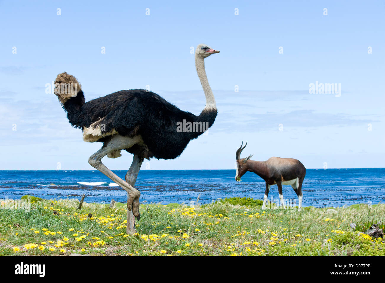 Male ostrich (Struthio camelus) and Bontebok (Damaliscus pygargus pygarus), Cape of Good Hope, Western Cape, South Africa Stock Photo