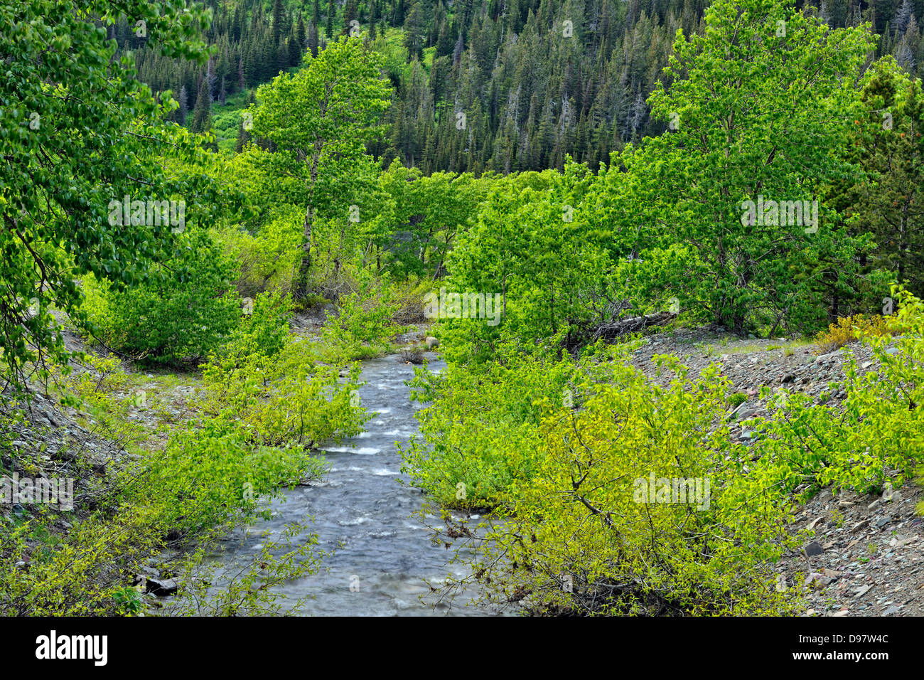 Appistoki Creek Glacier National Park Two Medicine sector Montana USA ...
