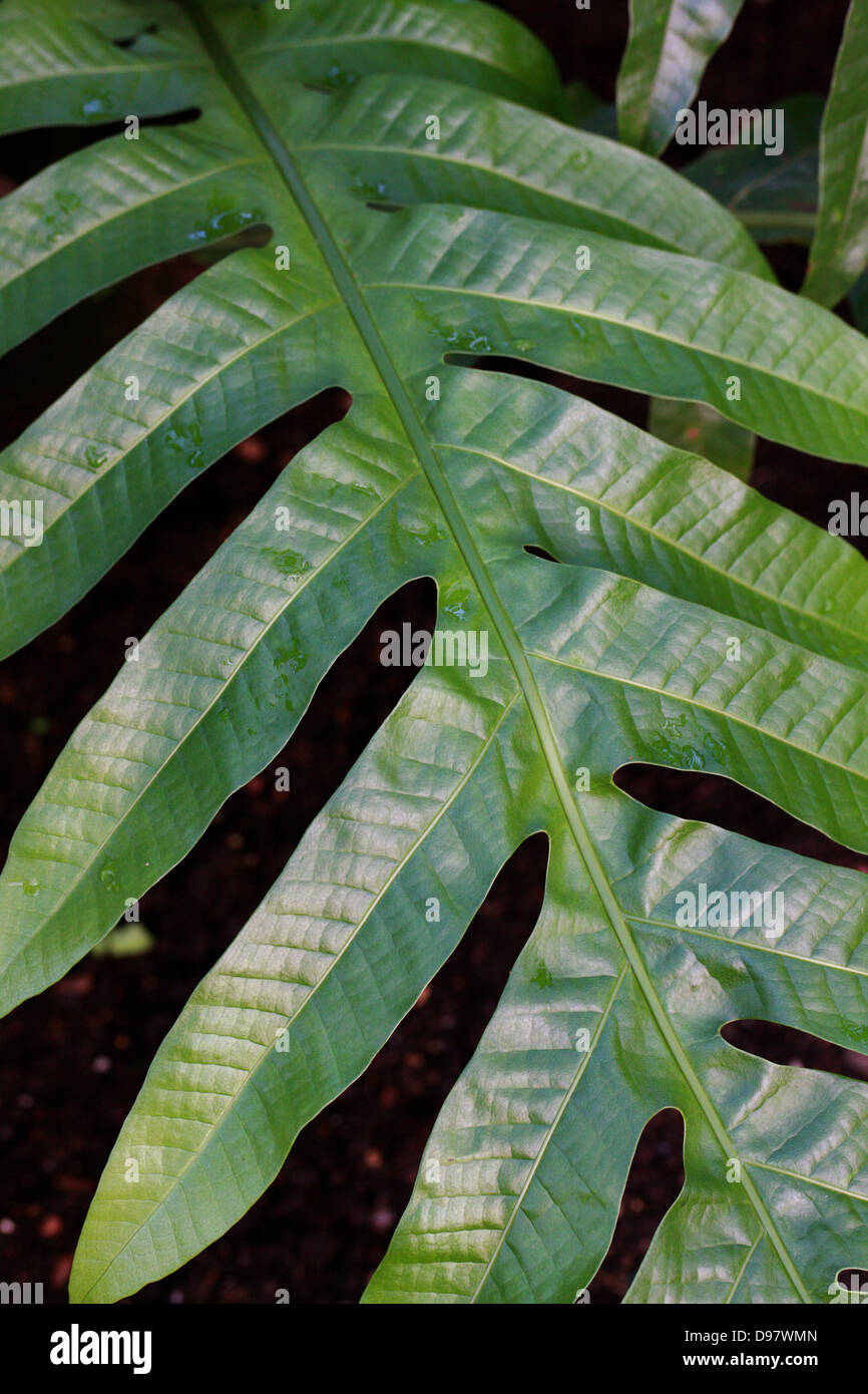 Aglaomorpha splendens, Polypodiaceae. A Tropical Fern from the Philippines. Stock Photo