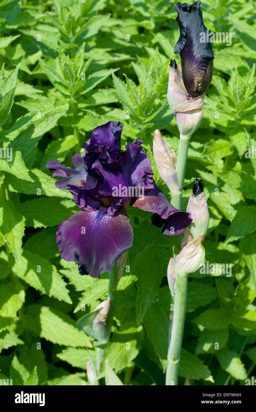 Iris 'Superstition' Stock Photo