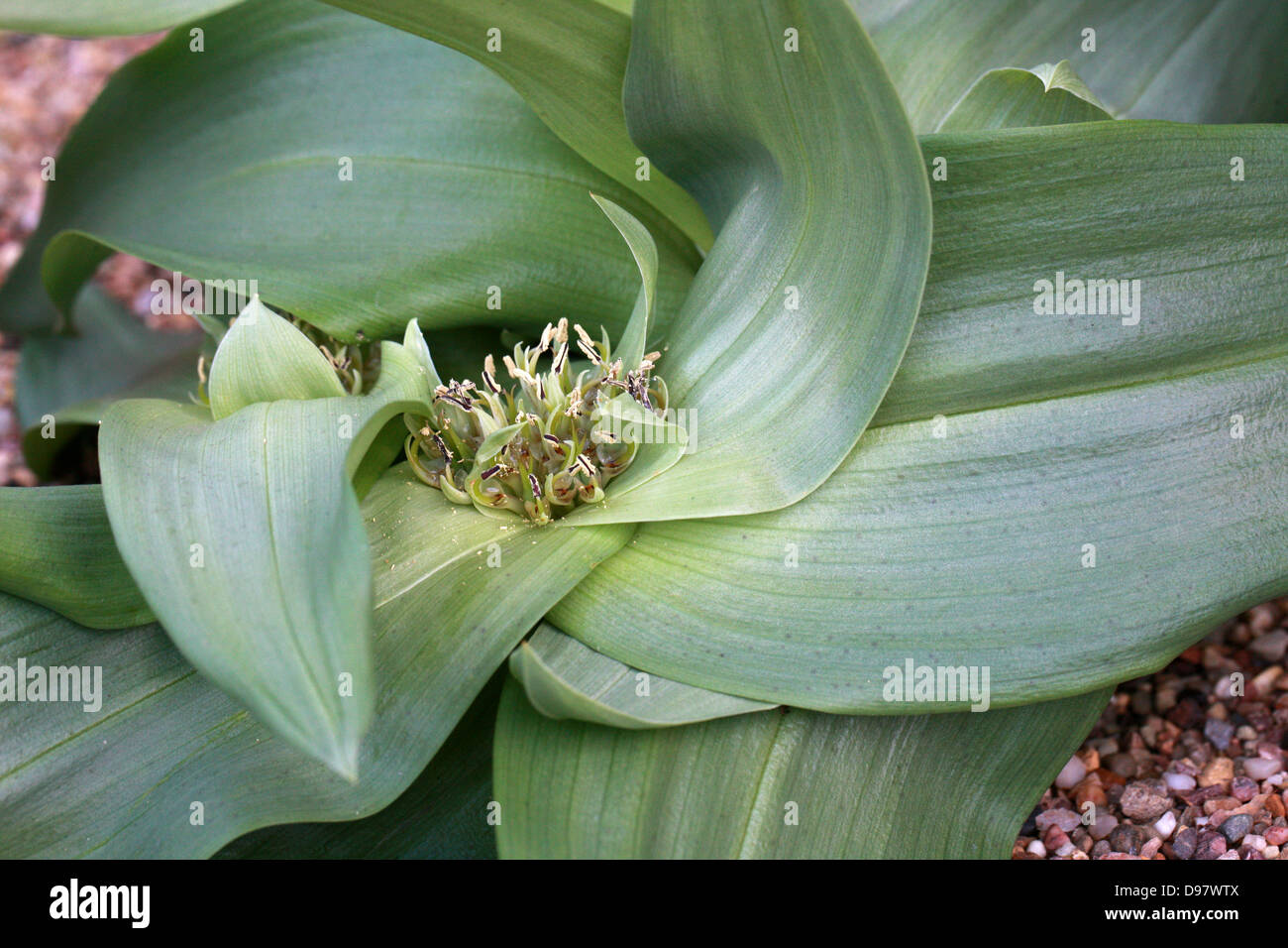 Androcymbium vanjaarsveldii, Colchicaceae. South Africa. Stock Photo