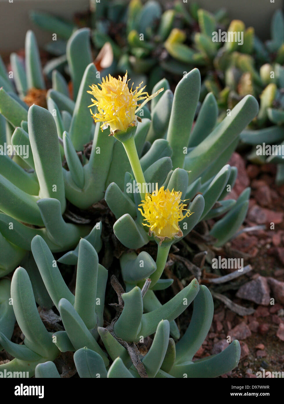 Cheiridopsis cigarettifera, Aizoaceae, South Africa Stock Photo