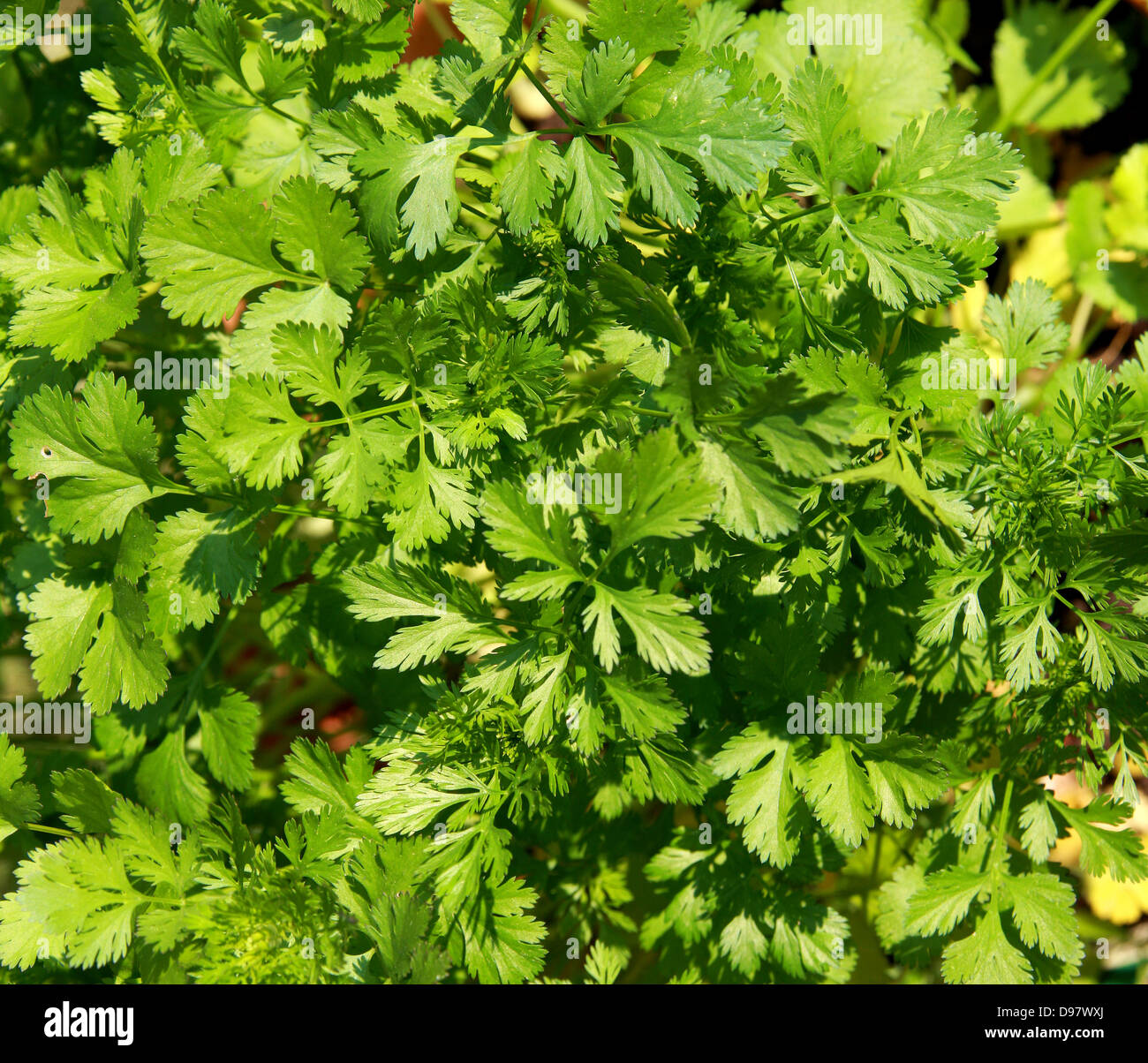 Coriander, Coriandrum sativum, Apiaceae. Also known as cilantro, Chinese parsley or dhania, is a herb in the family Apiaceae. Stock Photo