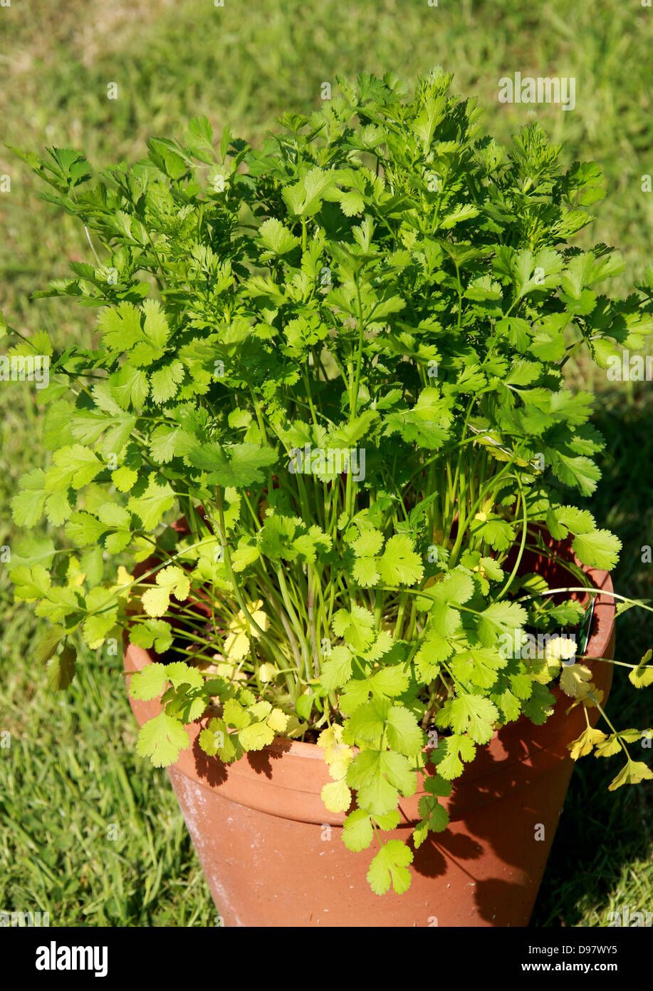 Coriander, Coriandrum sativum, Apiaceae. Also known as cilantro, Chinese parsley or dhania, is a herb in the family Apiaceae. Stock Photo