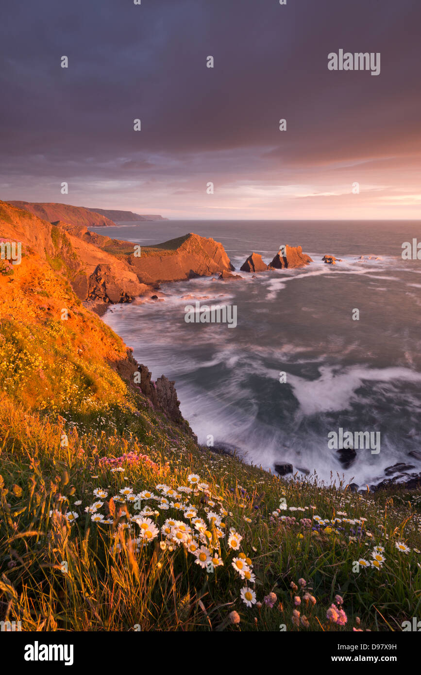 Wildflowers growing on the cliff tops above Hartland Quay, looking