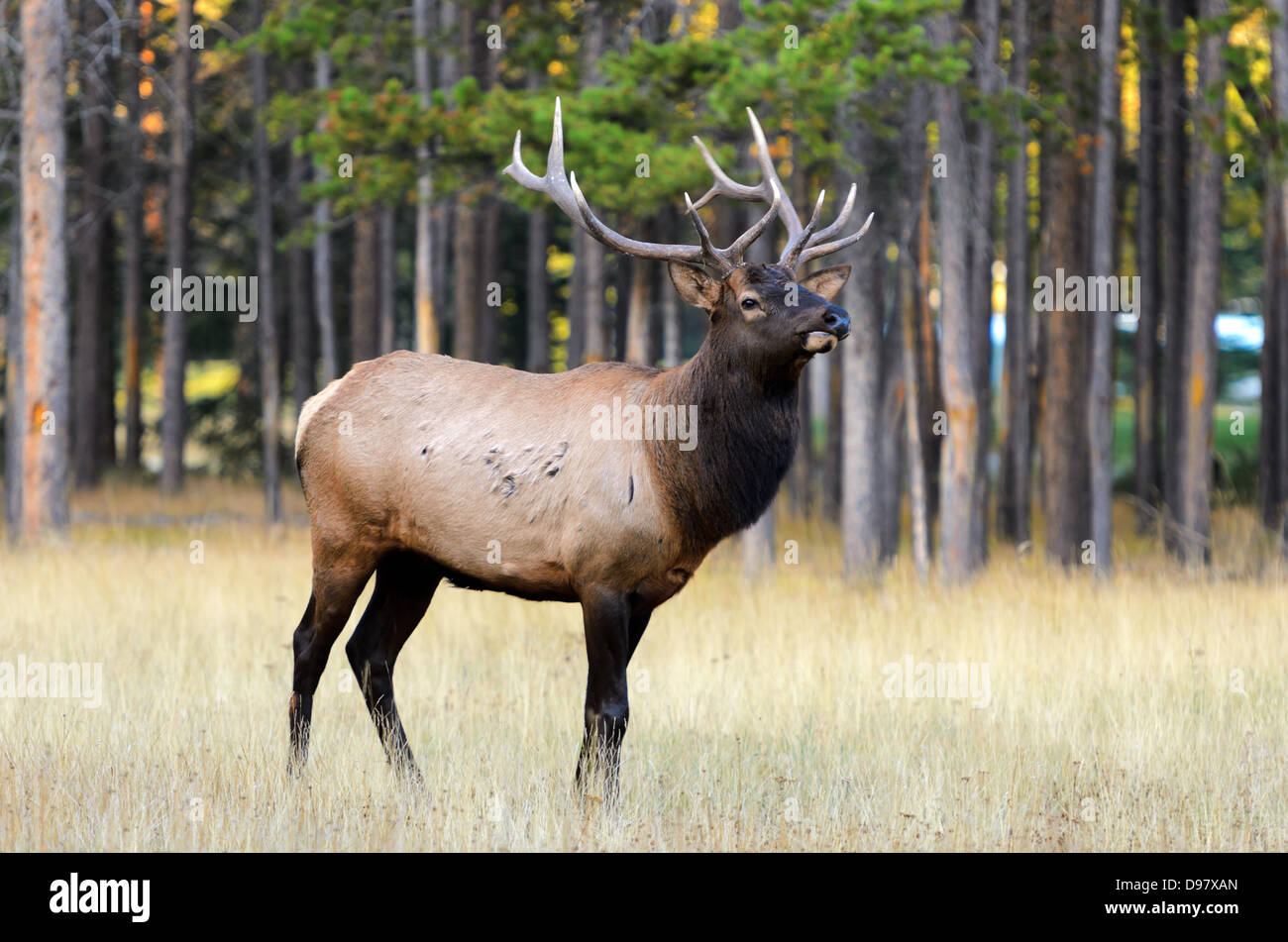 Male Elk or Wapiti (Cervus canadensis) near Cascade Pond in Banff