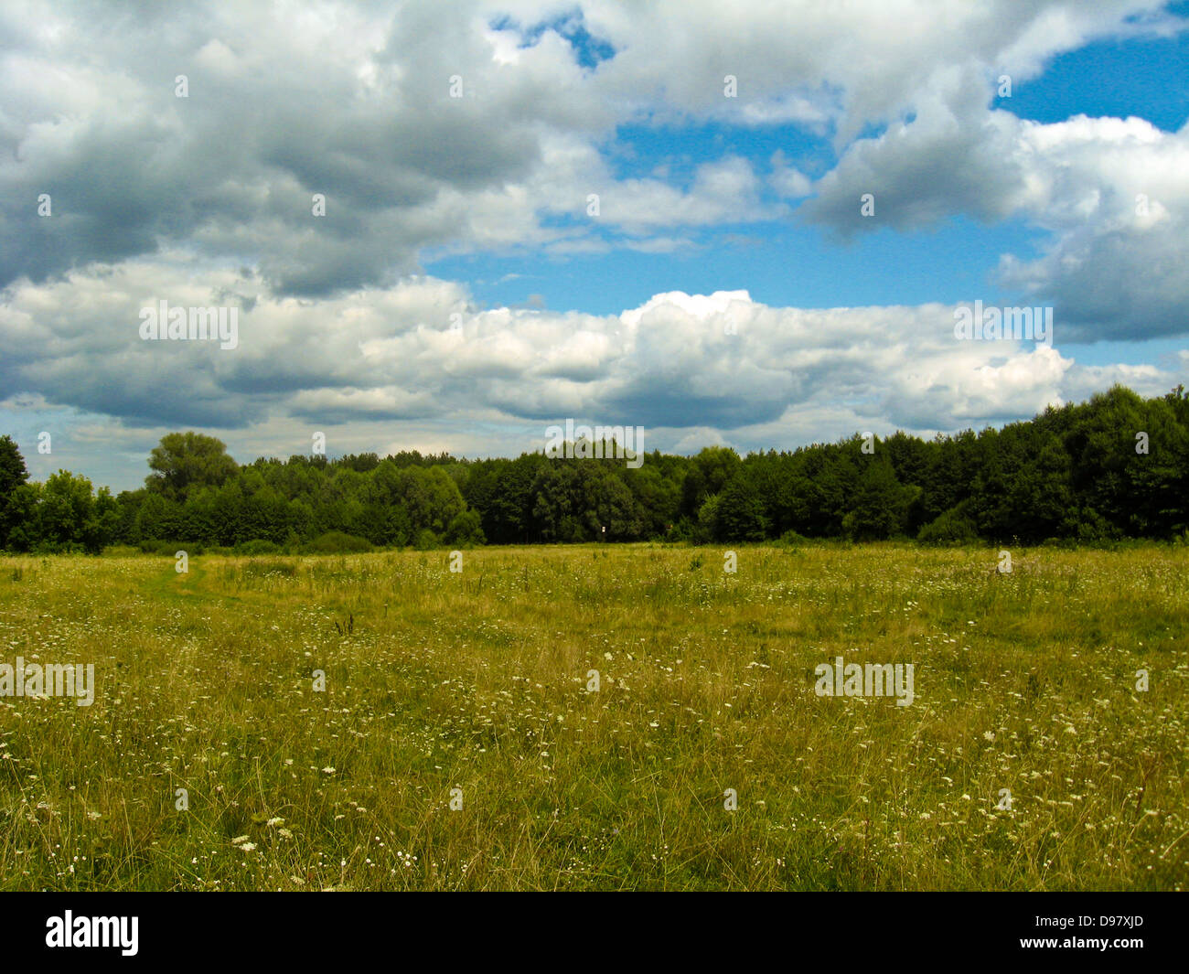 summer landscape with field, forest and blue sky Stock Photo - Alamy