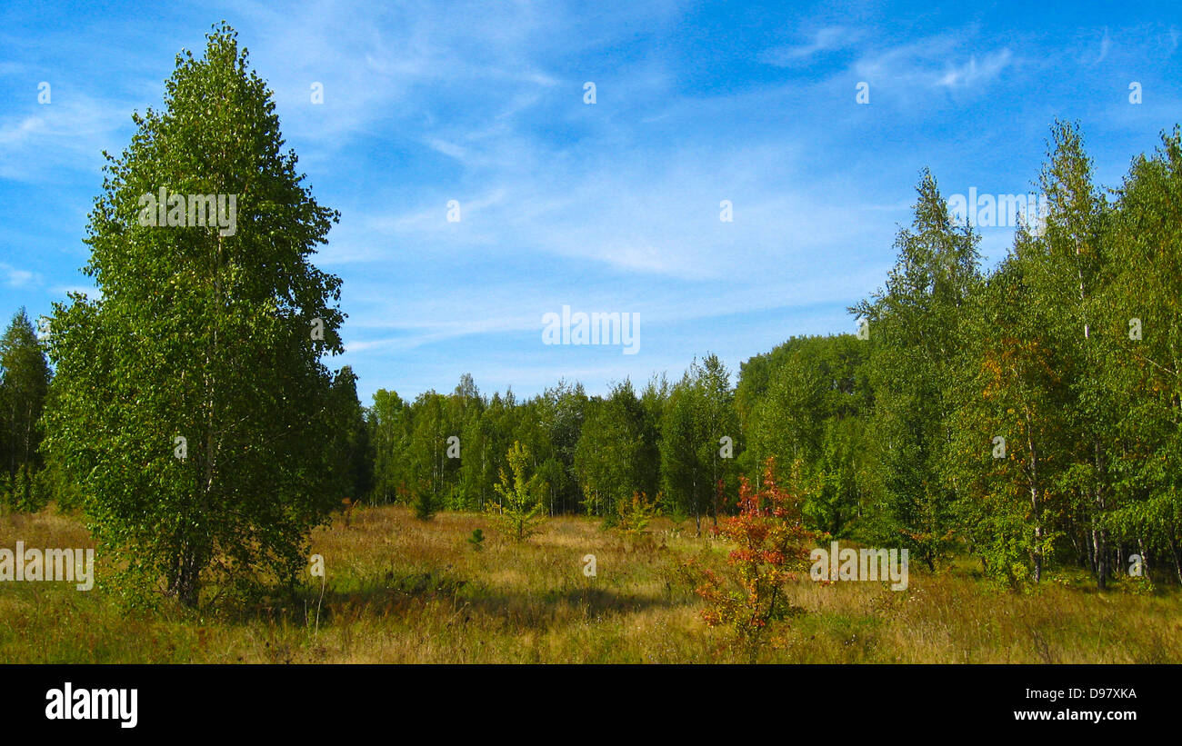 autumn landscape with field, forest and blue sky Stock Photo - Alamy