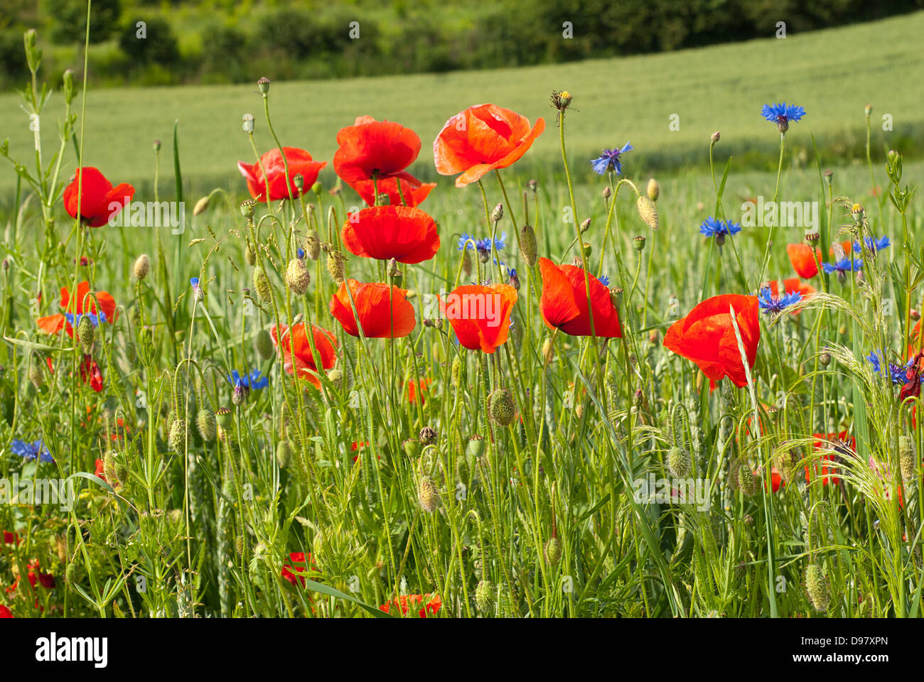 Red poppies in a green wheat field Stock Photo - Alamy