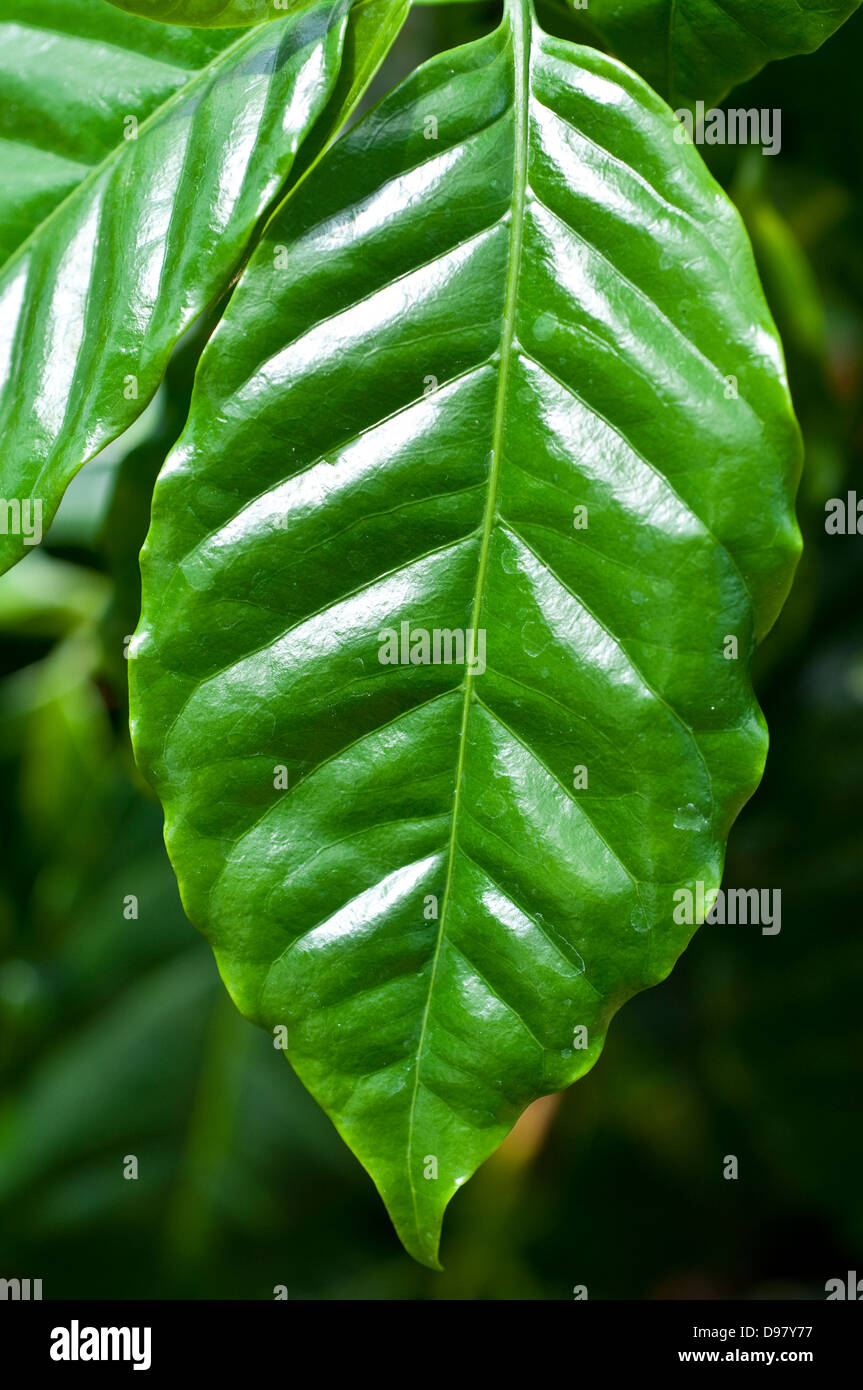 Foliage of Coffea arabica var. xanthocarpa Stock Photo