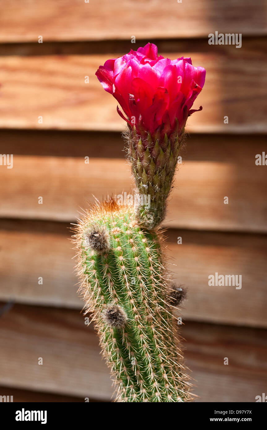 Flowering Trichocereus cactus plant 'Oh Wow' Stock Photo