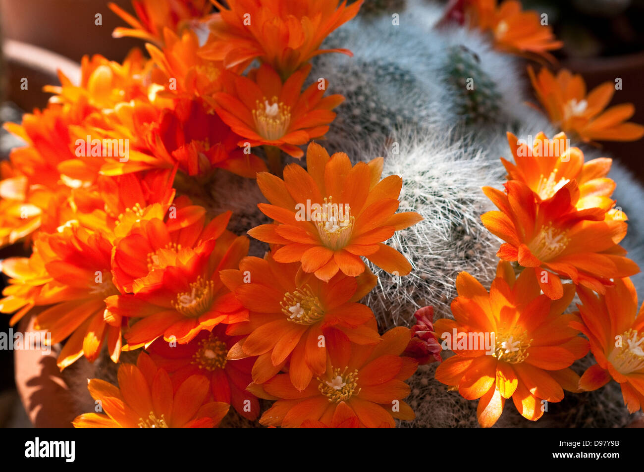 Flowering Rebutia fiebrigii var. densiseta cactus Stock Photo